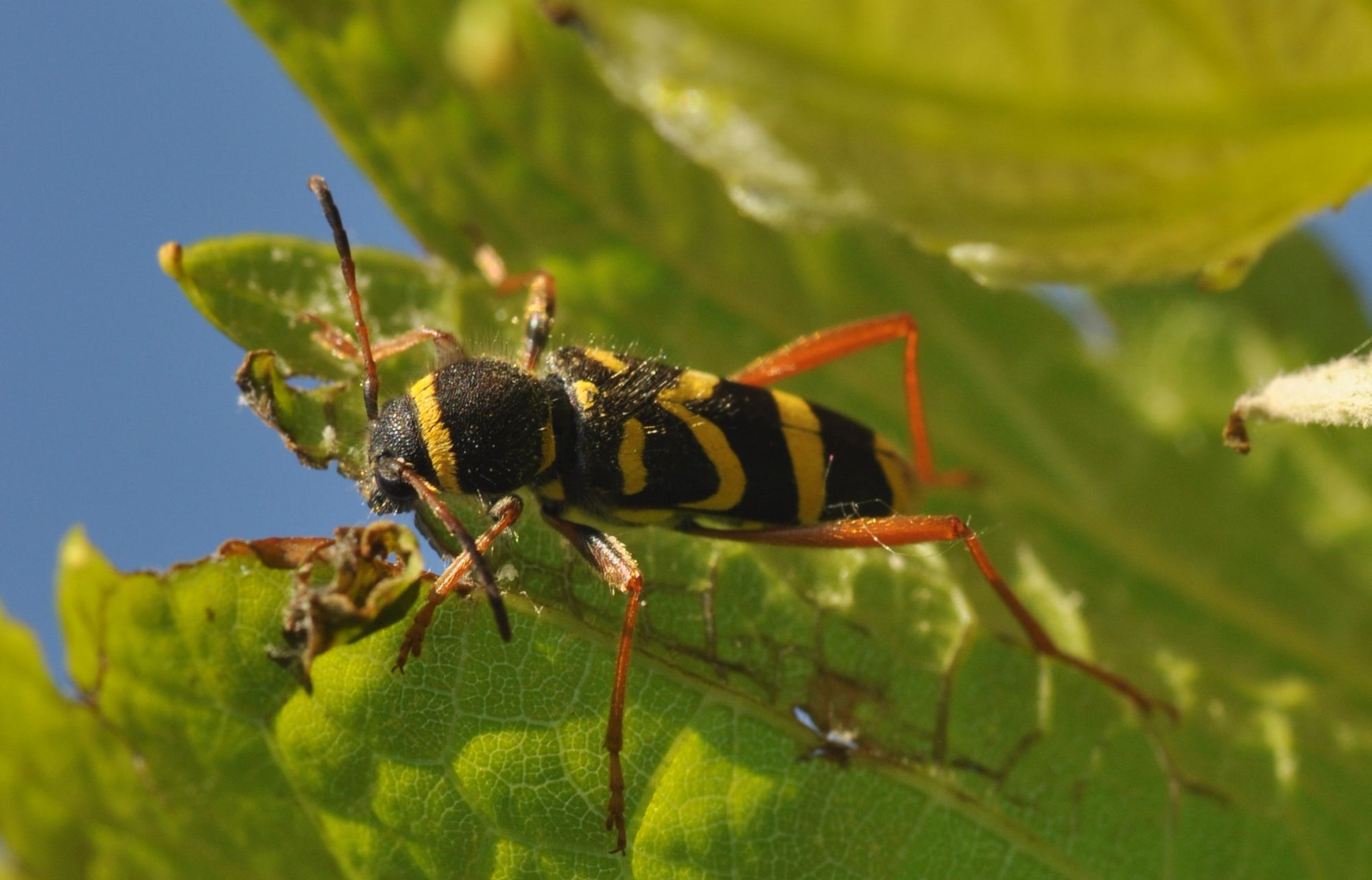 sembra un apetta (vespetta?)....invece  un Clytus arietis